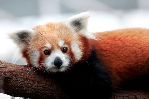 Red Panda Stock Photos