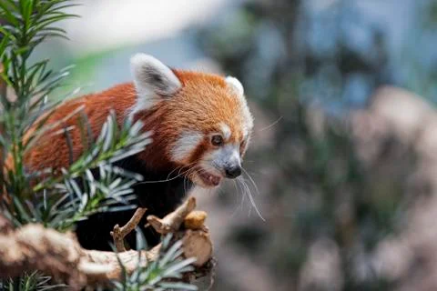 Red Panda Stock Photos