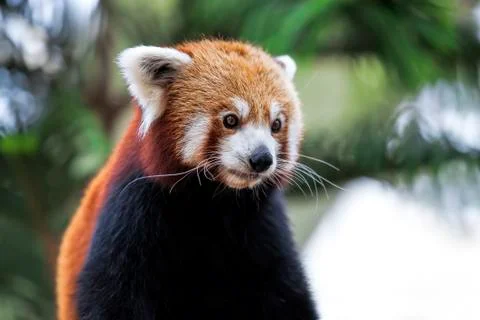 Red Panda Stock Photos