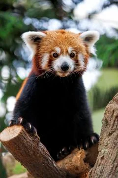 Red Panda Stock Photos