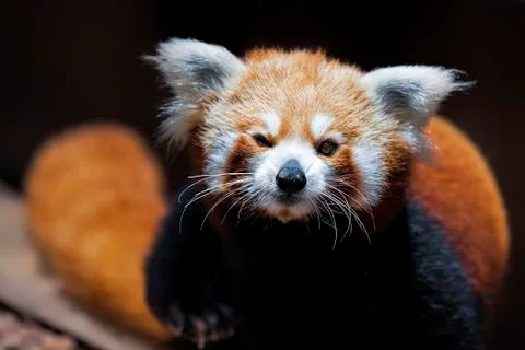 Red Panda Stock Photos