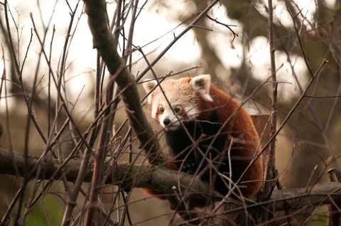 Red panda Stock Photos