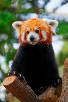 Red Panda Stock Photos