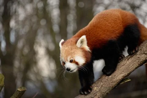 Red panda Stock Photos
