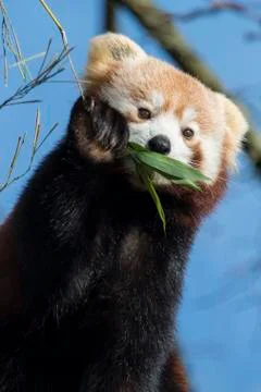 Red panda Stock Photos