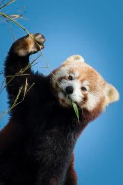 Red panda Stock Photos