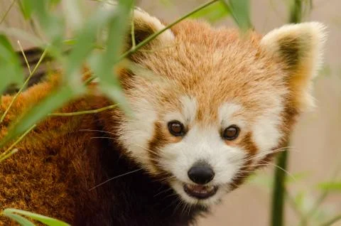 Red panda Stock Photos