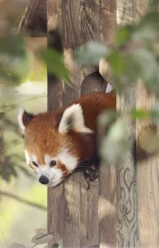Red Panda Foto stock