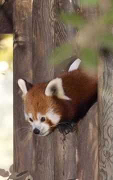 Red Panda Stock Photos