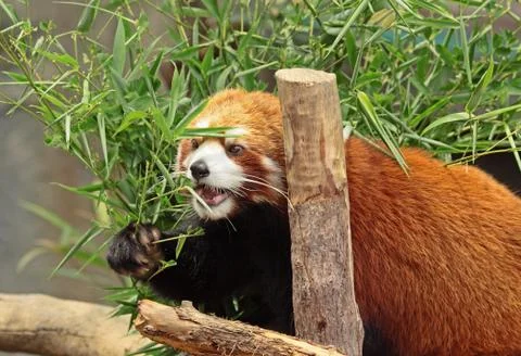 Red panda Stock Photos