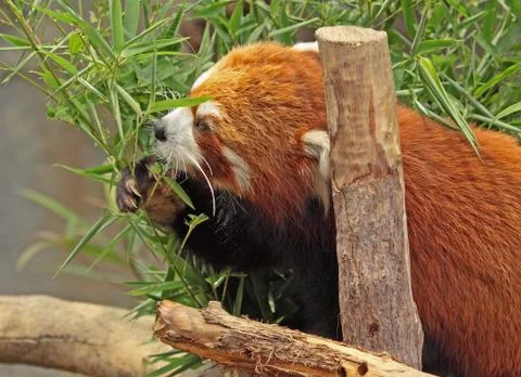 Red Panda Stock Photos