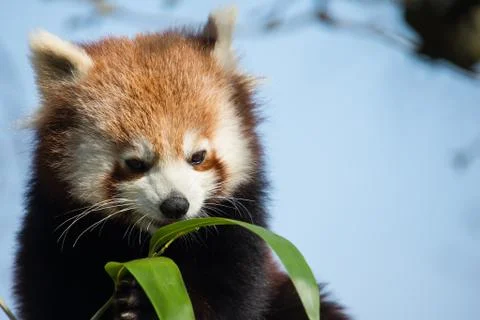 Red panda Stock Photos