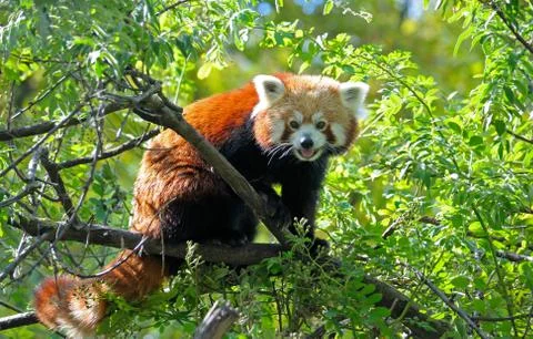 The red panda Foto stock