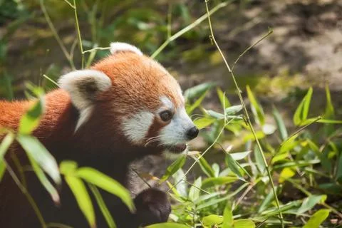 Red panda Stock Photos
