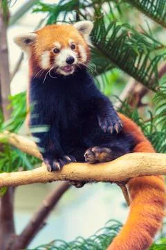 Red Panda Stock Photos