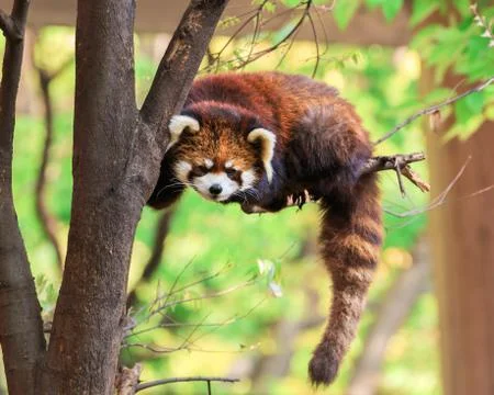 Red panda Stock Photos