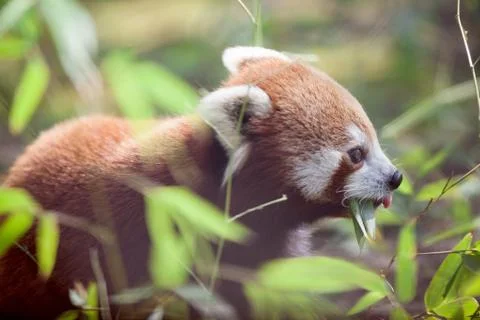 Red Panda Stock Photos