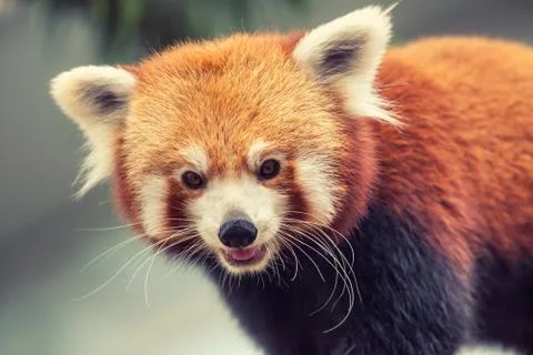 Red Panda Stock Photos