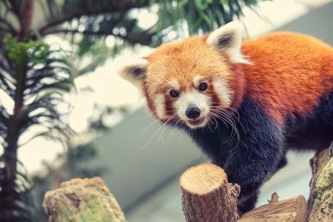 Red Panda Stock-Fotos
