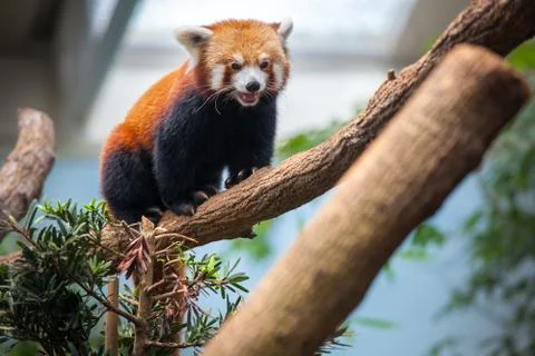 Red Panda Fotos de archivo