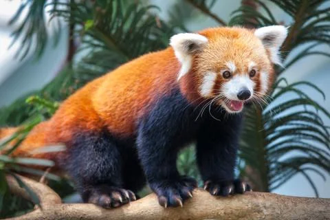 Red Panda Fotos Stock