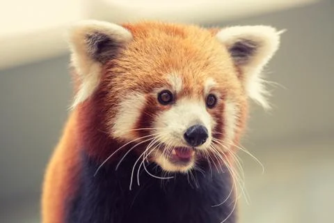 Red Panda Stock Photos