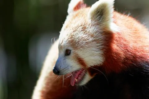 Red Panda. Stock Photos