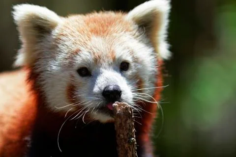Red Panda. Stock Photos