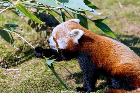 Red Panda. Stock Photos