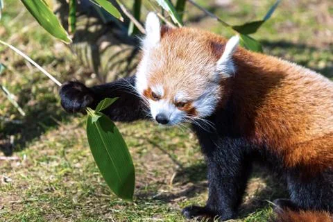Red Panda. Stock Photos