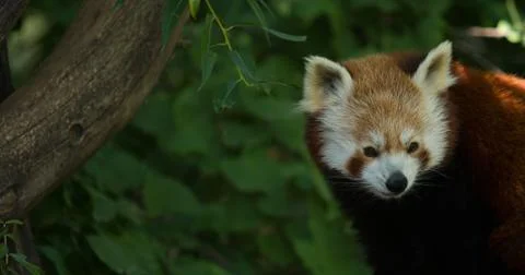 Red Panda Stock Photos