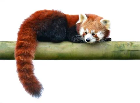 Red panda Stock Photos