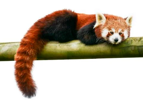 Red panda Stock Photos