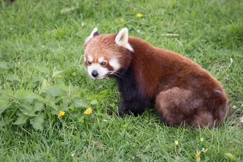 Red panda Stock Photos