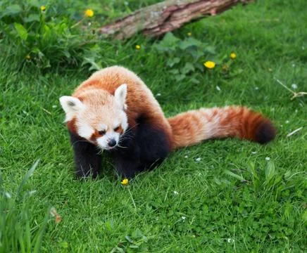 Red panda Stock Photos