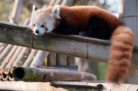 Red panda Stock Photos