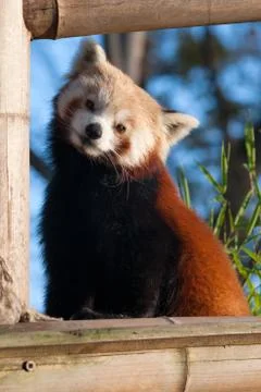 Red panda Stock Photos