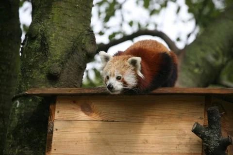 Red panda Stock Photos