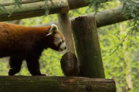 A red panda Stock Photos