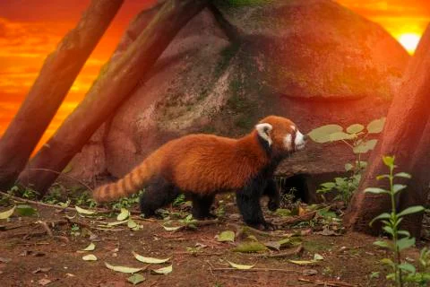 Red panda Stock Photos