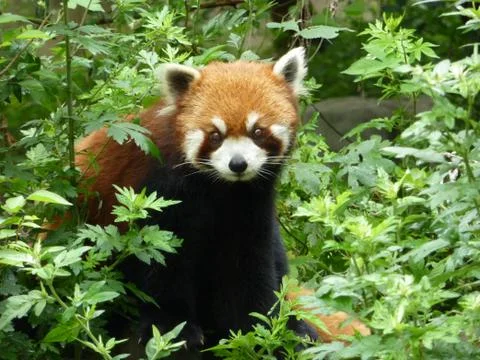 Red Panda Stock Photos