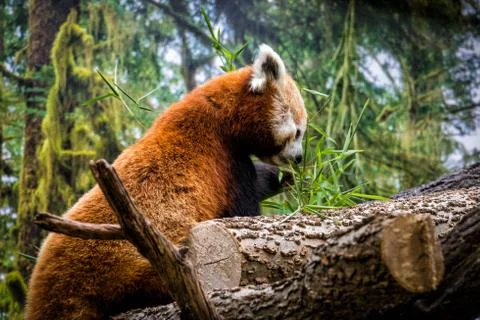 Red panda Stock Photos