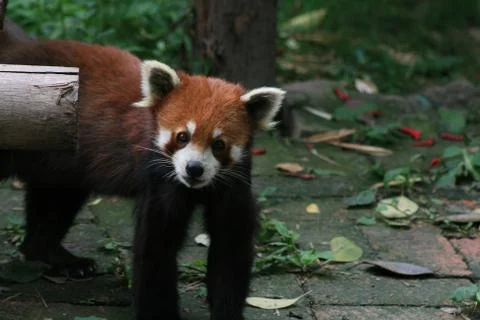 Red Panda Foto stock