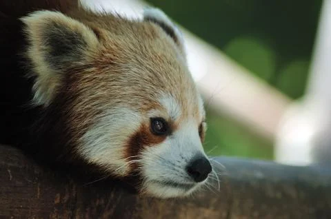 Red panda Foto stock