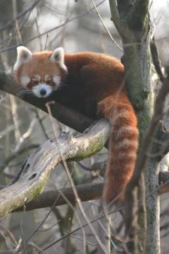 A red panda Stock Photos