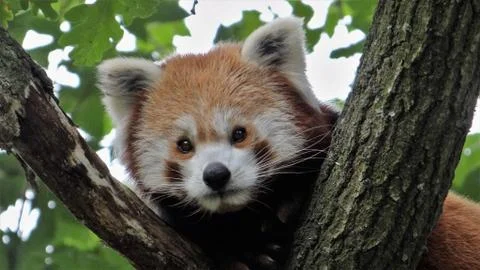 Red panda Stock Photos