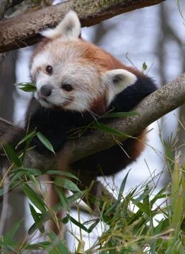 A red panda Stock Photos