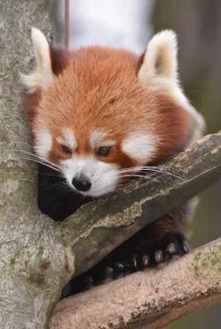 Red panda Stock Photos