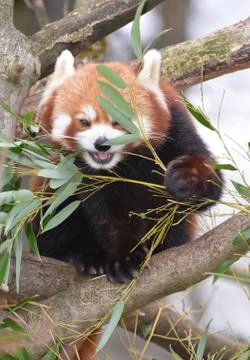 Red panda Foto stock