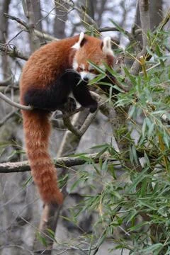 A red panda Stock Photos